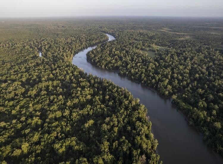 Vista aérea panorâmica de um rio marrom e sinuoso cortando o dossel denso e verdejante da floresta amazônica. A curva do rio destaca a vastidão da floresta tropical que se estende até o horizonte, sob uma luz suave do final da tarde. A imagem enfatiza a rica vegetação e o ecossistema fluvial da Amazônia.