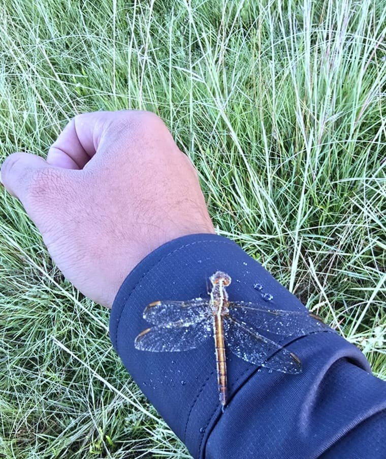 Frio intenso provoca geada e congela inseto em São Joaquim, na serra de SC, em 5/1/26 Frio intenso provoca geada e congela inseto em São Joaquim, na serra de SC, em 5/1/26